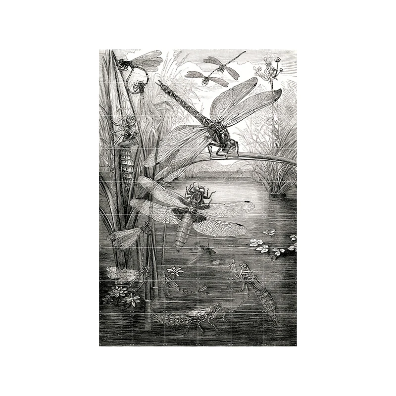 Dragonflies - large