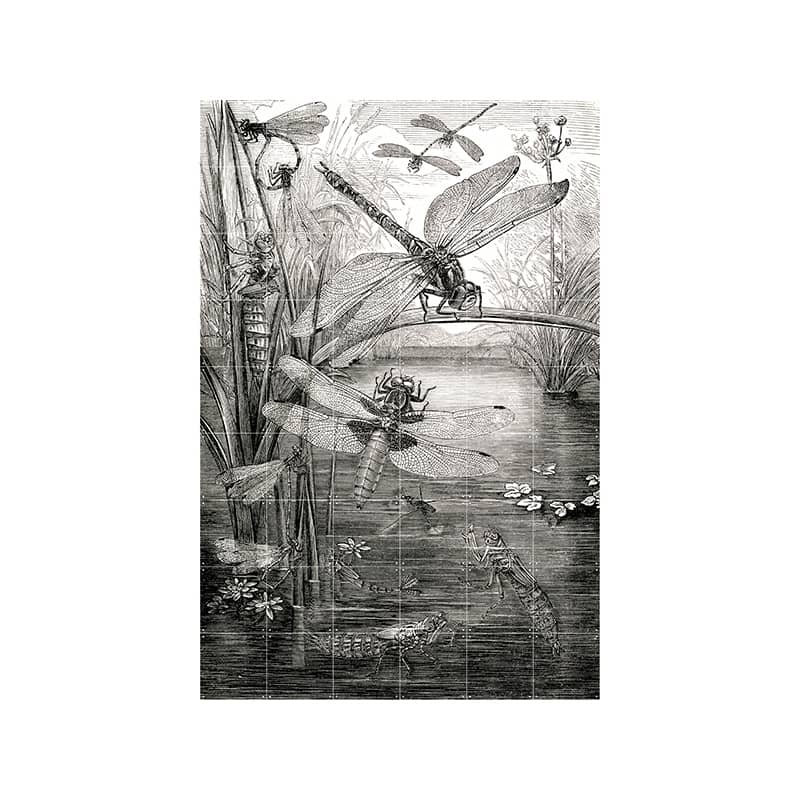 Dragonflies - large