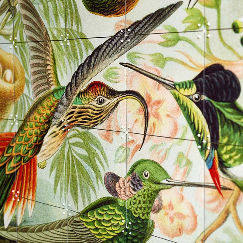Hummingbirds - small