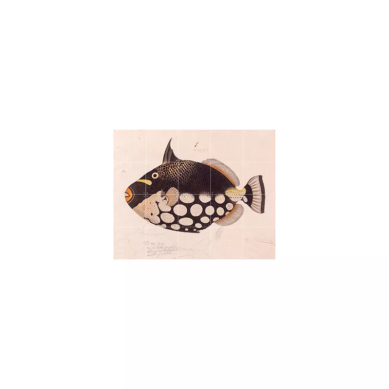 Black Fish - small