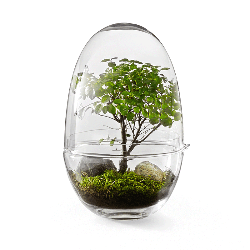 Grow Greenhouse Large - Clear