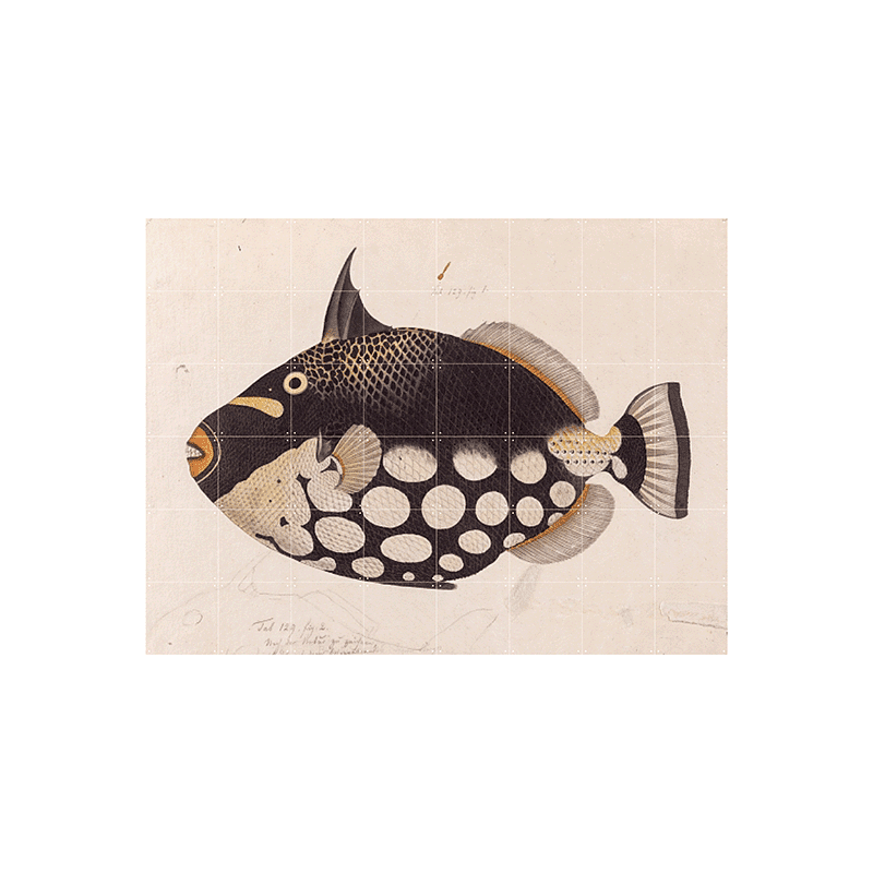 Black Fish - large