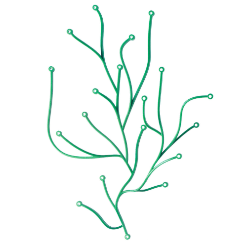 Algue box of 25 - Green