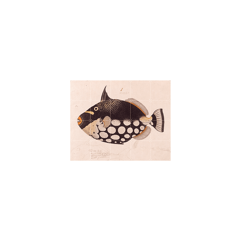 Black Fish - small