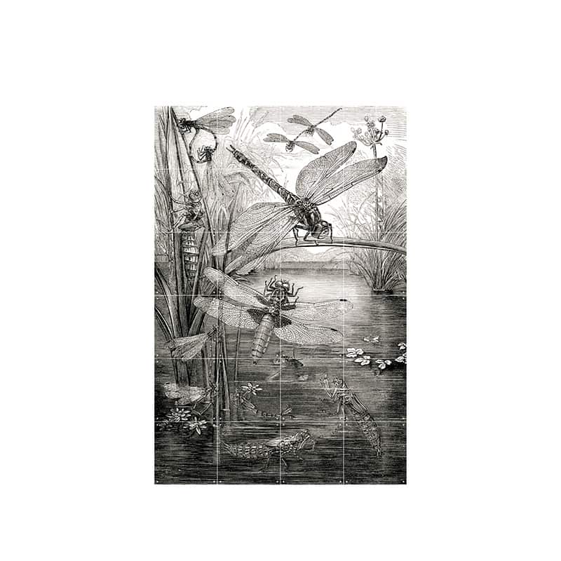 Dragonflies - small