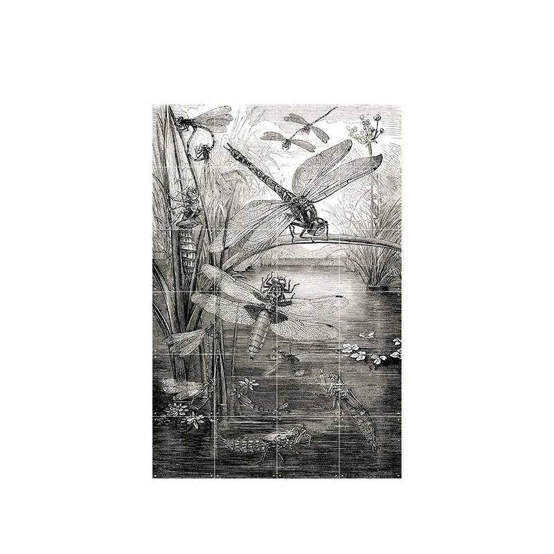 Dragonflies - small