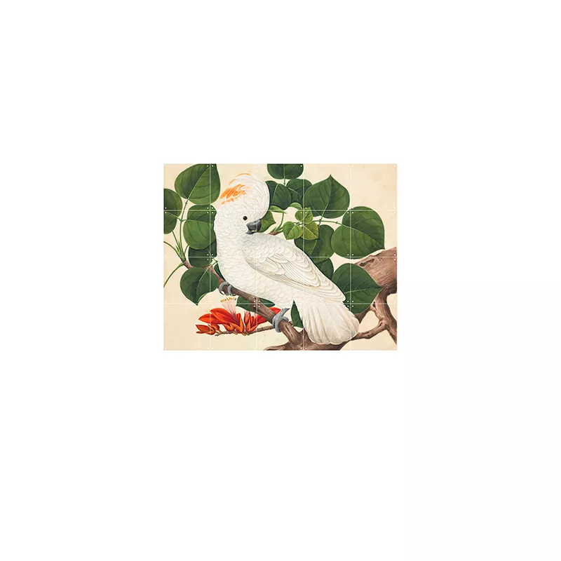 Cockatoo - small