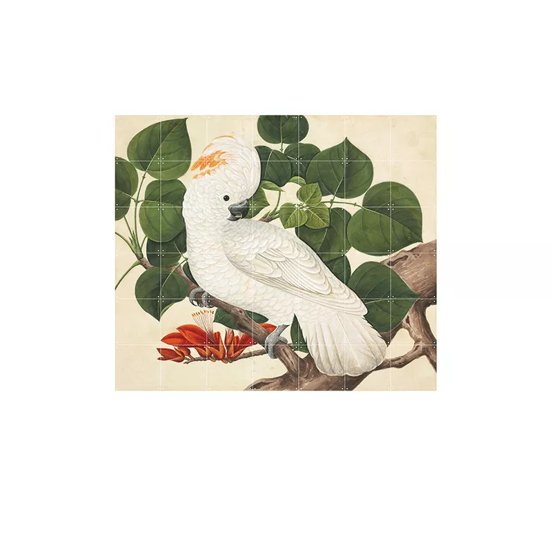 Cockatoo - large