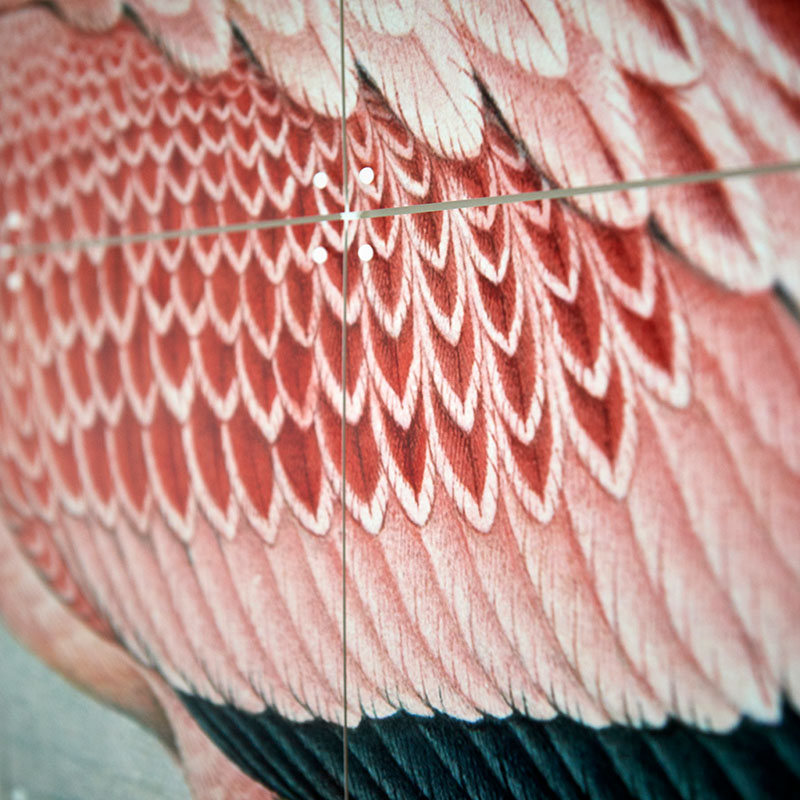 Flamingo Finch-Davies - small