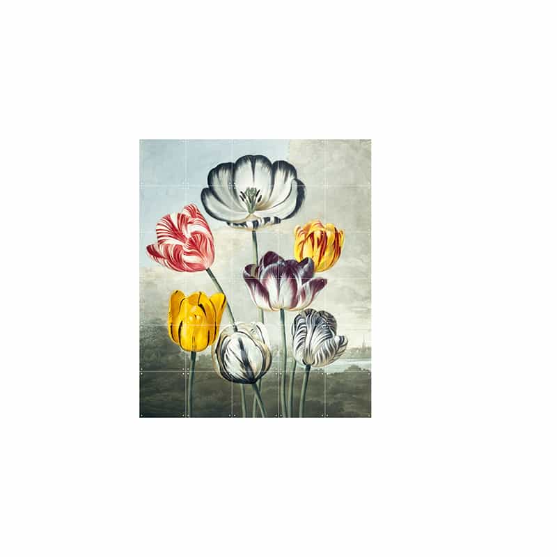 Tulips