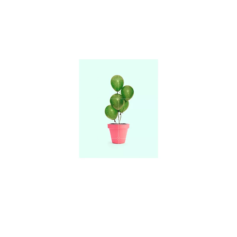 Cactus & Balloons - small