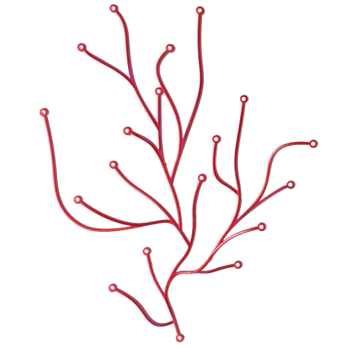 Algue box of 25 - Red