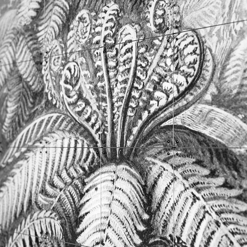 Ferns - extra large