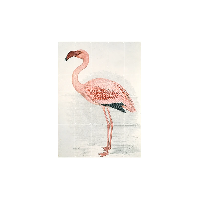 Flamingo Finch-Davies - large