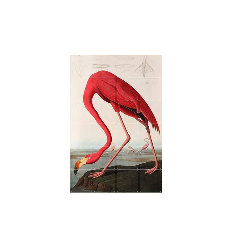 Flamingo - Aubudon - large