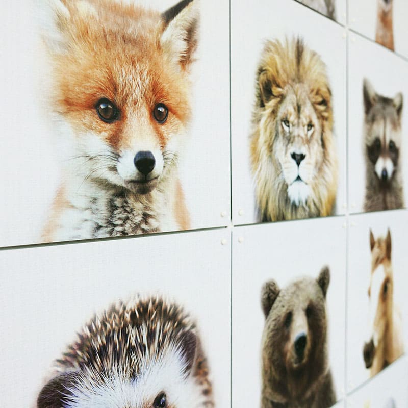 Animal family