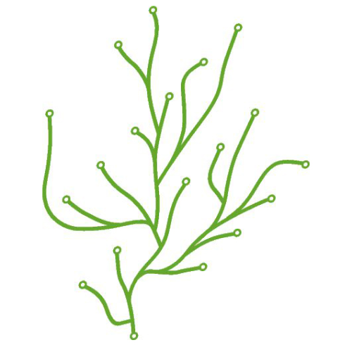 Algue box of 25 - Light green