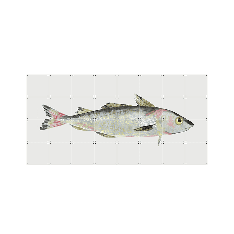 Haddock