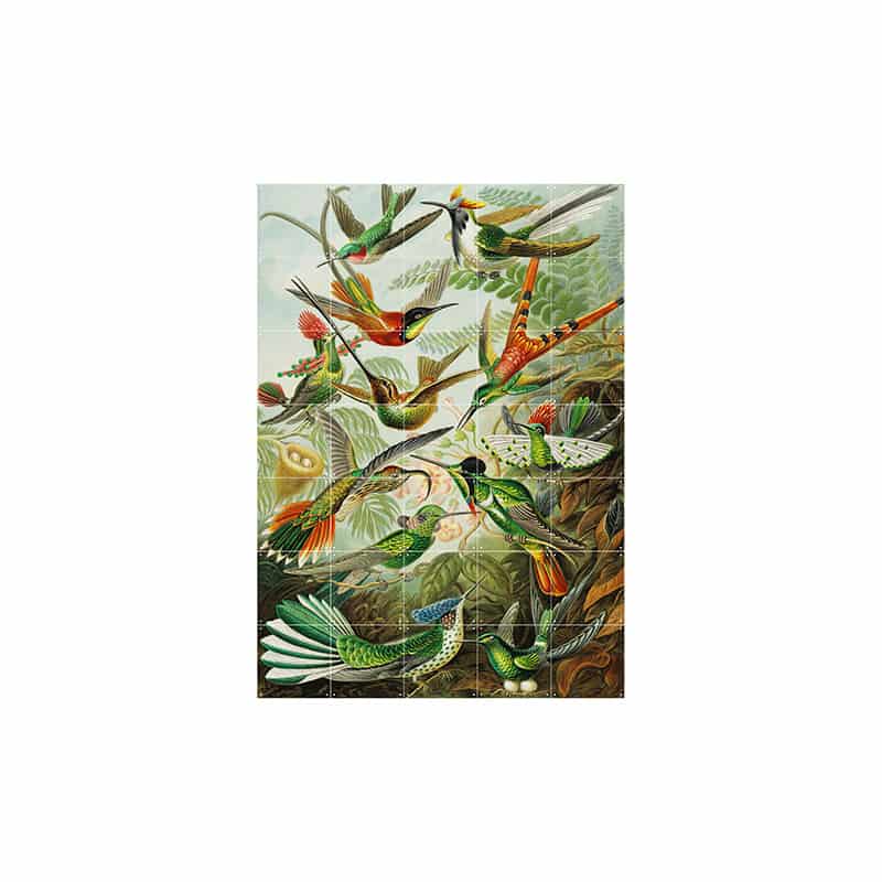 Hummingbirds - large