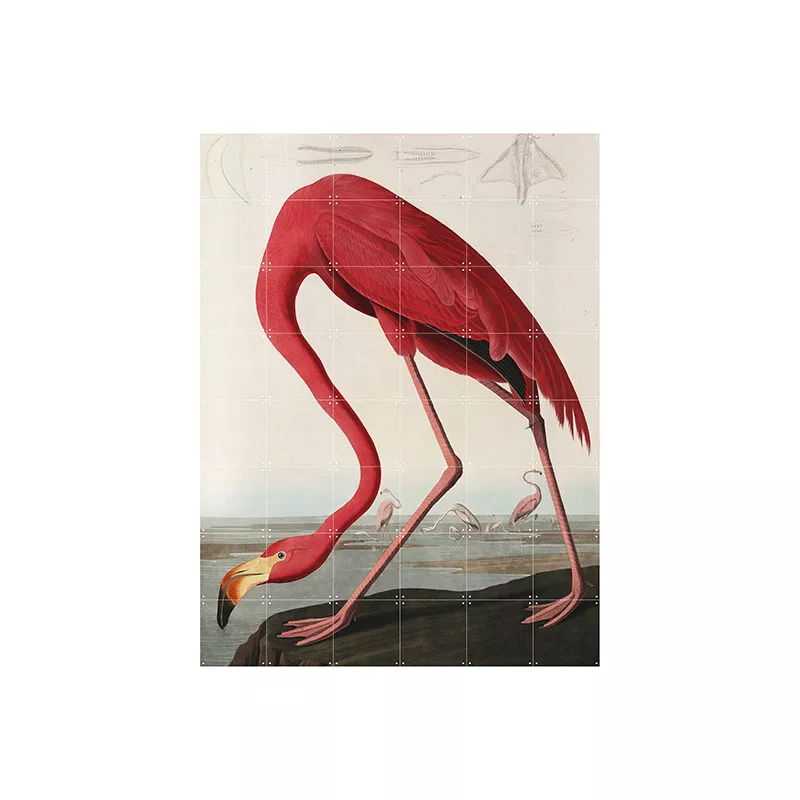 Flamingo - Aubudon - large