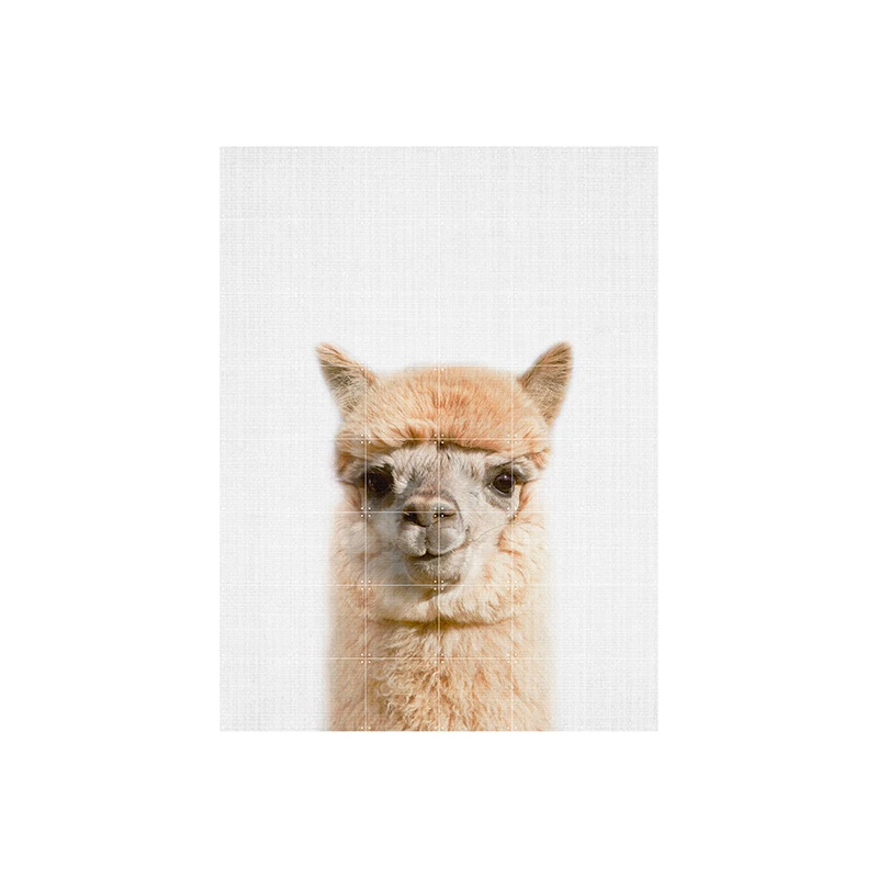 Alpaca - large