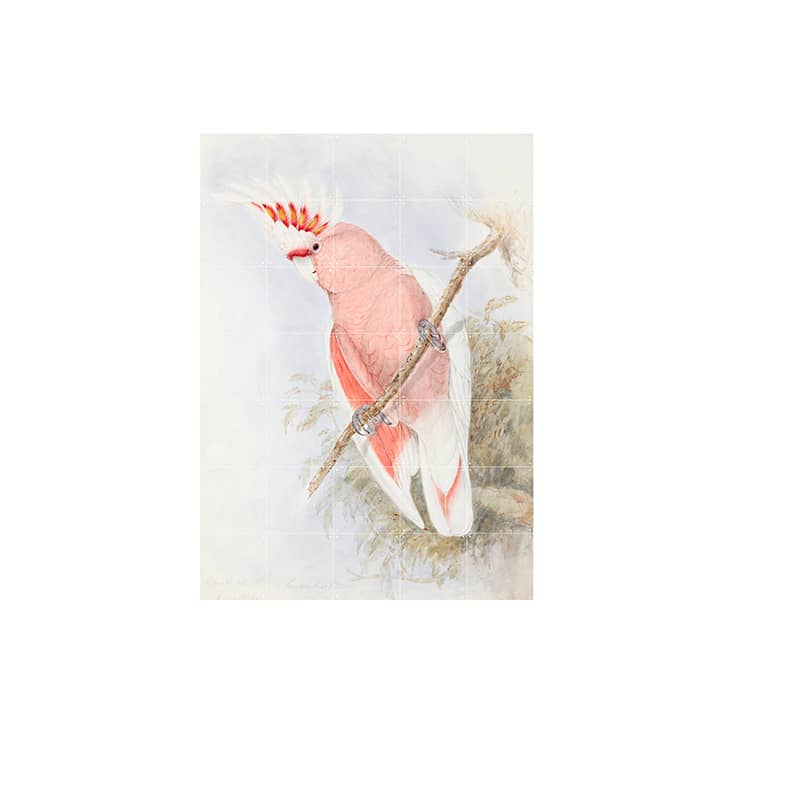 Pink Cockatoo