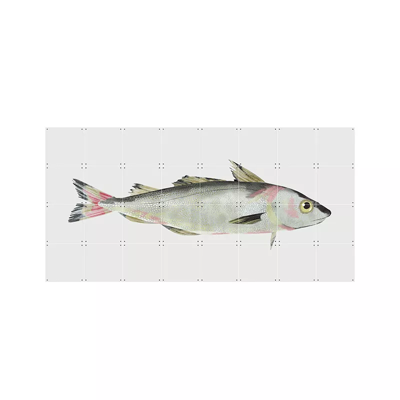 Haddock