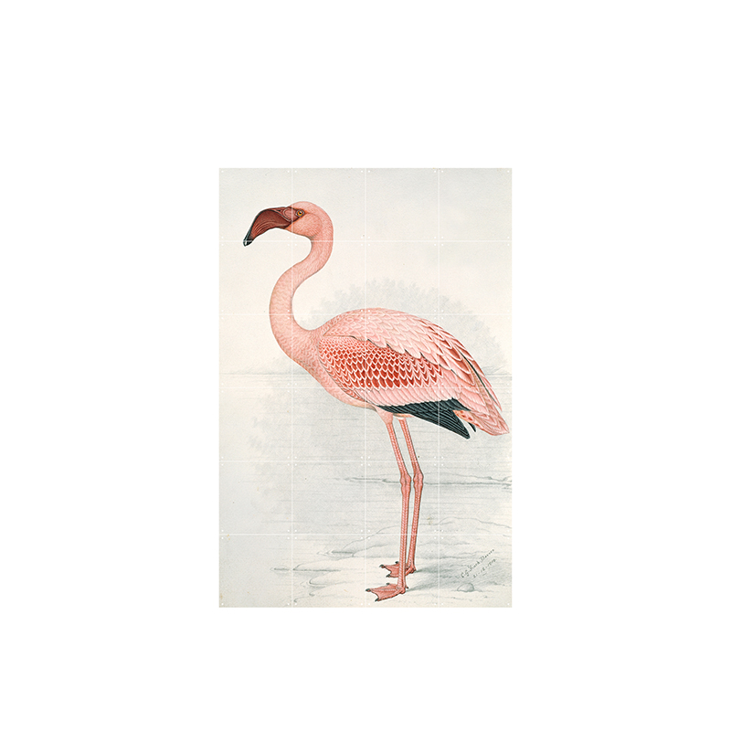 Flamingo Finch-Davies - small